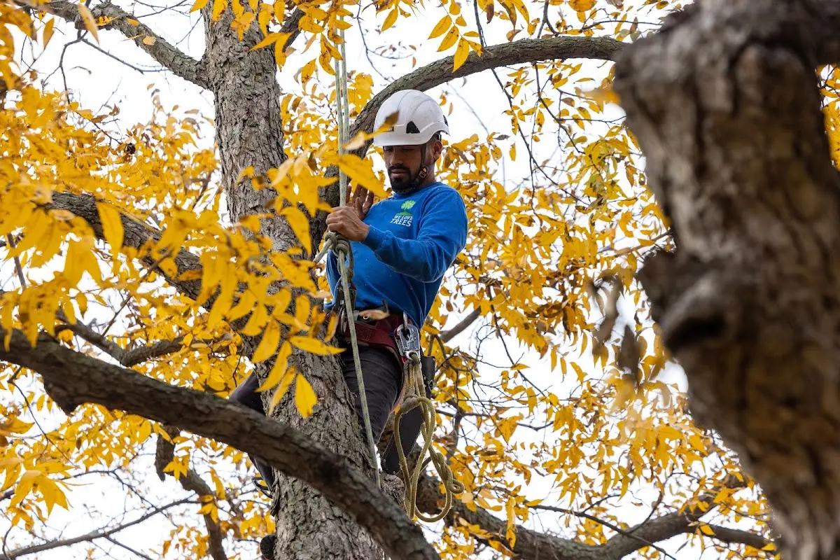 Skilled Tree Planing crew working in Macomb